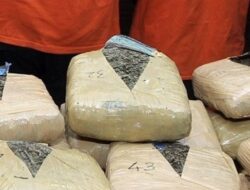 Bawa 9 Kg Ganja, Polres Pasaman Tangkap Warga Payakumbuh