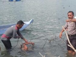 Berenang di Singkarak, Korban Tanpa Identitas Ditemukan Tenggelam