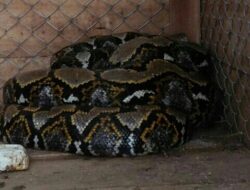 Walinagari Tigo Jangko Tangkap Tiga Ular Python Sekaligus