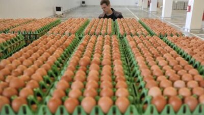 Harga Telur Ayam Ras Rp42.000 per 30 Butir