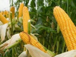 Naik, Harga Jagung di Agam Capai Rp7.100/Kg