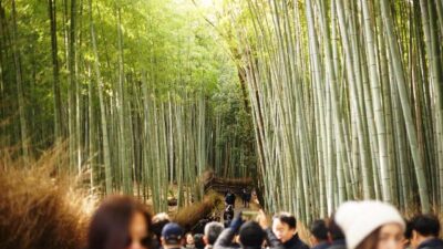 Makan Ubi Rebus di Hutan Bambu