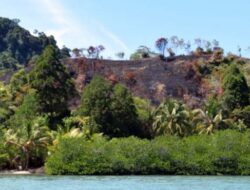 Walhi: Pulau Taraju Terbakar, Bawa ke Ranah Hukum