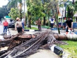 Pohon Tumbang, Jalan di Lubuk Basung Sempat Macet
