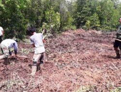 Kodim 0319 Bersihkan Areal Pembibitan Mangrove