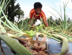 Doa Petani Bawang Solok untuk Presiden Jokowi