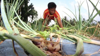 Doa Petani Bawang Solok untuk Presiden Jokowi