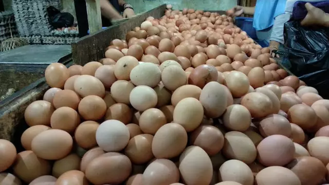 Harga Telur Ayam Ras Rp50.000 per 30 Butir