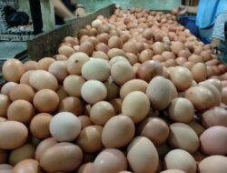 Harga Telur Ayam Ras di Sawahlunto Naik Terus