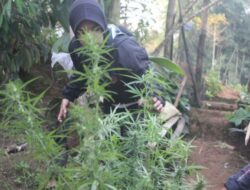 Kado Hut Bhayangkara, Polisi Gagalkan Peredaran 130 Kilogram Ganja