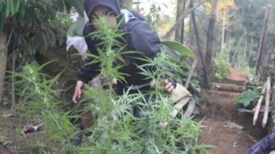 Polres Bukittinggi Temukan Ladang Ganja di Kawasan Tilatang Kamang