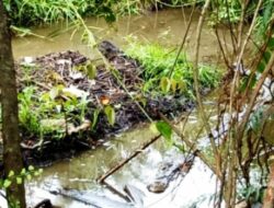 Warga Tiku V Jorong Diminta Hati-hati, Buaya Tengah Bertelur