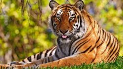 Kerbau Warga Pasia Laweh Palupuah Mati Diterkam Harimau