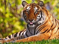 Warga Asam Pulau Cemas, Harimau Sumatera Berkeliaran di Lahan Pertanian