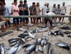 Gelombang Turun, Nelayan Tiku Kembali Melaut