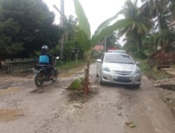 Banyak Lubang, Jalan di Jorong Koto Tuo Sitiung Ditamani Pohon Pisang