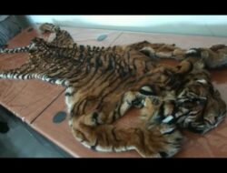 Petugas BIM Gagalkan Pengiriman Kulit Harimau Sumatera ke Jakarta