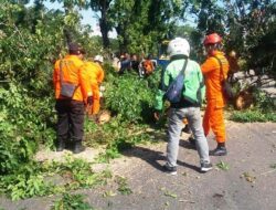 Tak ada Angin dan Hujan, Pohon Tumbang di Jalan Hamka Padang