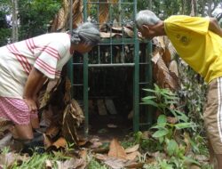 Warga Sungai Salak Was-was dengan Keberadaan Beruang