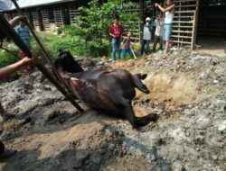 Dua Ekor Kuda Pacuan Mati Terbakar