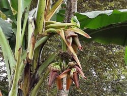 Kejadian Langka di Pariaman, Pisang Punya Dua Tandan