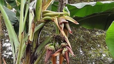 Kejadian Langka di Pariaman, Pisang Punya Dua Tandan