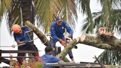 Pascaangin Puting Beliung, DLH Payakumbuh Data Pohon Pelindung