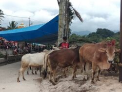 Masjid Ar-Rahman Patangahan Sembelih 16 Sapi dan 3 Kambing