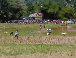 Ribuan Anggota Porbbi se Indonesia akan Berburu Babi di Pasaman