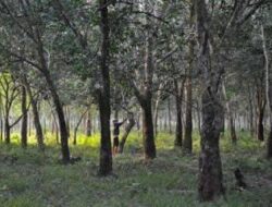 Musim Paceklik, Harga Karet Terus Turun Petani Menjerit