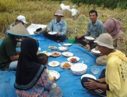 Tikus Serang Padi Petani Tanjung Raya