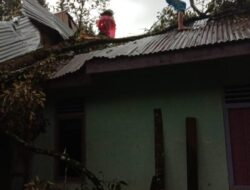 Dua Rumah Rusak Ditimpa Pohon Tumbang
