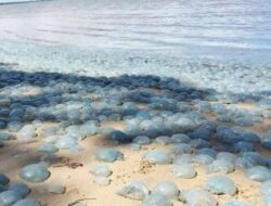 Waspada! Ada Ubur-ubur Beracun di Pantai Pasia Jambak
