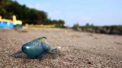 Wisatawan di Pariaman Diminta Hindari Ubur-ubur Bluebottle