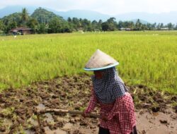 Musim Penghujan, Petani Kamang Magek Mulai Turun ke Sawah