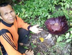 Bunga Bangkai Amorphophallus Paeoniifolius Tumbuh di Kebun Warga