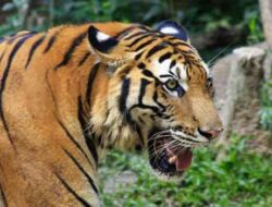 Kaget dan Takut, Wisatawan Rekam Kemunculan Harimau