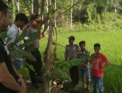 Mayat Pria Ditemukan di Pinggir Sawah Nagari Sitalang
