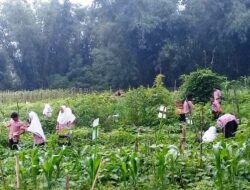 Siswa MAN 3 Agam Panen Wortel dari Kebun Sendiri