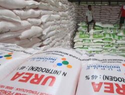 Pupuk Langka di Dharmasraya, Dewan Minta Diatasi Segera