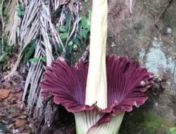 Warga Air Dingin Temukan Bunga Raflesia