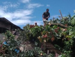 Angin Kencang Landa Padang, 11 Pohon Dilaporkan Tumbang