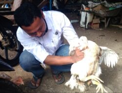 Ayam Berkaki Empat Hebohkan Warga Agam