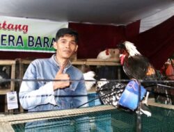 Di Festival Pesona Minangkabau Ada Ayam Seharga Rp15 Juta