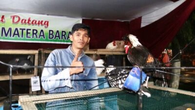 Di Festival Pesona Minangkabau Ada Ayam Seharga Rp15 Juta