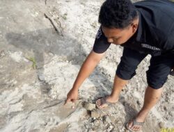 Sapi Milik Warga Agam Diterkam Harimau