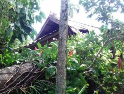 Tiga Rumah di Agam Ditimpa Pohon