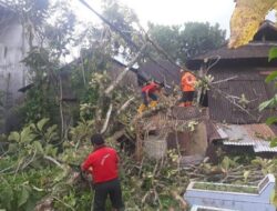 Di Gasang, Dapur dan Kamar Rusak Ditimpa Pohon Tumbang