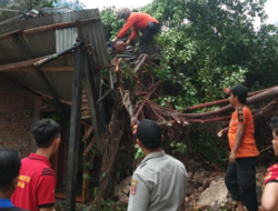 Hujan Angin, Beringin Tumbang Timpa Rumah di Agam