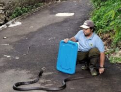 Cegah Ular Masuk Rumah dengan Karbol Wangi